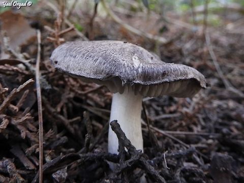 The Tricholoma terreum  Geotagged,Israel,Tricholoma terreum,Winter