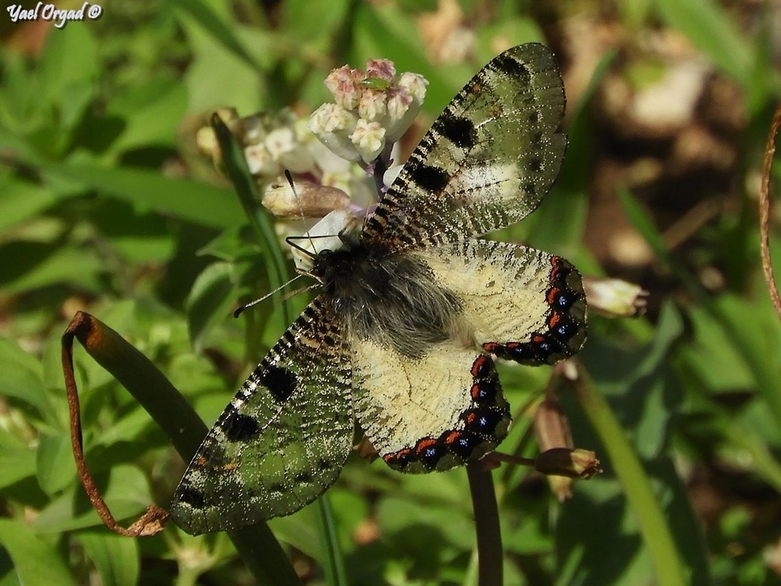 Archon apollinus  Archon apollinus,False Apollo,Geotagged,Israel,Winter