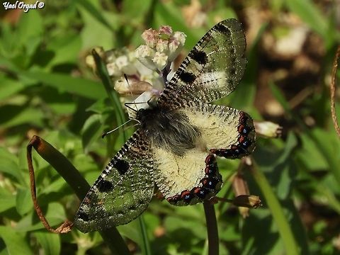 Archon apollinus  Archon apollinus,False Apollo,Geotagged,Israel,Winter