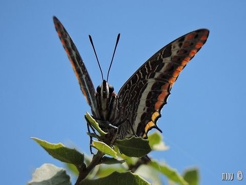 Hey! look at me! I really love this butterfly, so beautiful! Charaxes jasius,Fall,Geotagged,Israel,Two-tailed Pasha