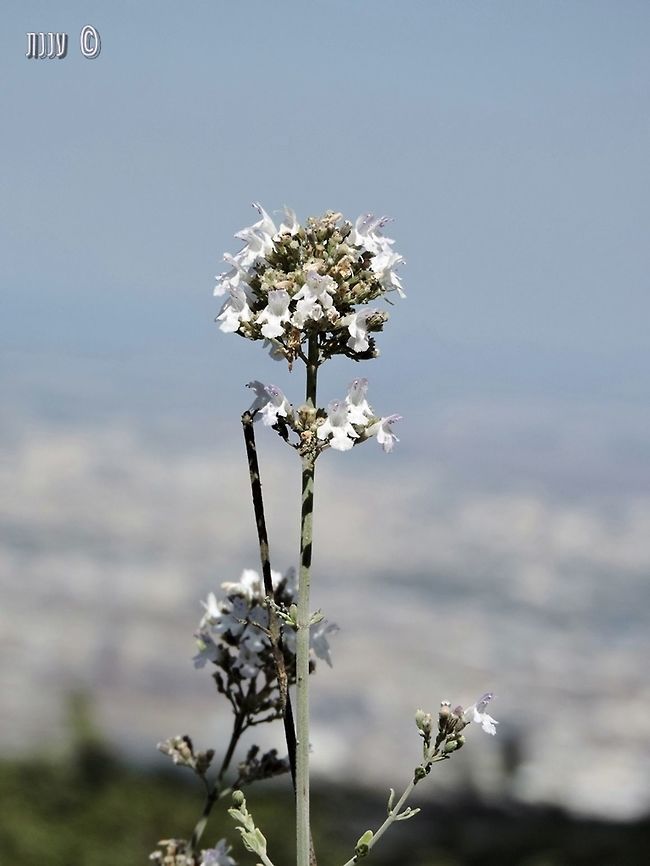 Micromeria fruticosa the BEST tea-plant ever!  Fall,Geotagged,Israel,Micromeria fruticosa