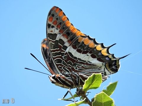 Charaxes jasius  Charaxes jasius,Fall,Geotagged,Israel,Two-tailed Pasha