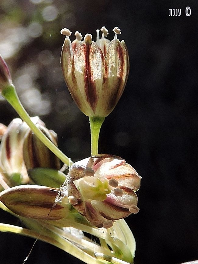 Allium tardiflorum I really like this one :-)  Allium tardiflorum,Fall,Geotagged,Israel