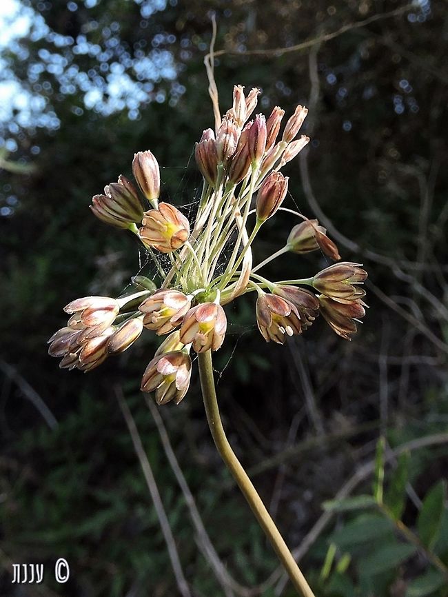 Allium tardiflorum  Allium tardiflorum,Fall,Geotagged,Israel