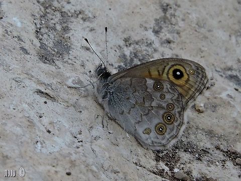 Lasiommata maera I like those rings! Fall,Geotagged,Israel,Large Wall Brown,Lasiommata maera