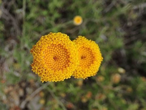 Anthemis tinctoria in Israel it usually has only the disc florets and not the ray florets.  Cota tinctoria,Geotagged,Israel,Spring