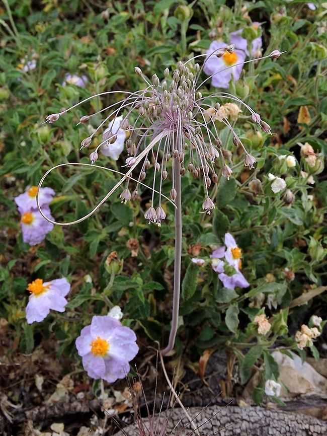Allium daninianum Named after Prof. Avinoam Danin (1939-2015) , an important Israeli botanist, and a man I learned a lot from. <br />
<a href="https://flora.org.il/en/avinoam-danin-2/" rel="nofollow">https://flora.org.il/en/avinoam-danin-2/</a><br />
<br />
with Cistus creticus - Hairy Rockrose - in the background: <br />
<figure class="photo"><a href="https://www.jungledragon.com/image/73322/cistus_creticus_-_hairy_rockrose.html" title="Cistus creticus - Hairy Rockrose"><img src="https://s3.amazonaws.com/media.jungledragon.com/images/3519/73322_thumb.JPG?AWSAccessKeyId=05GMT0V3GWVNE7GGM1R2&Expires=1770854410&Signature=p4CKb9bIwby3RYsd8fBpRbYBM2Y%3D" width="200" height="160" alt="Cistus creticus - Hairy Rockrose  Cistus creticus,Geotagged,Hairy Rockrose,Israel,Winter" /></a></figure> Allium daninianum,Geotagged,Israel,Spring