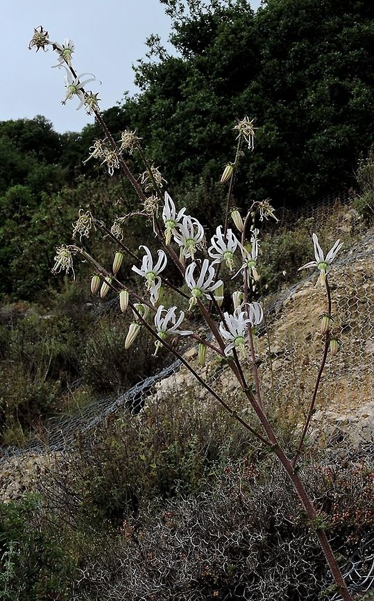 Michauxia campanuloides a really beautiful flower Geotagged,Israel,Michauxia campanuloides,Rough-leaved Michauxia,Spring