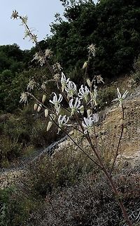 Michauxia campanuloides a really beautiful flower Geotagged,Israel,Michauxia campanuloides,Rough-leaved Michauxia,Spring