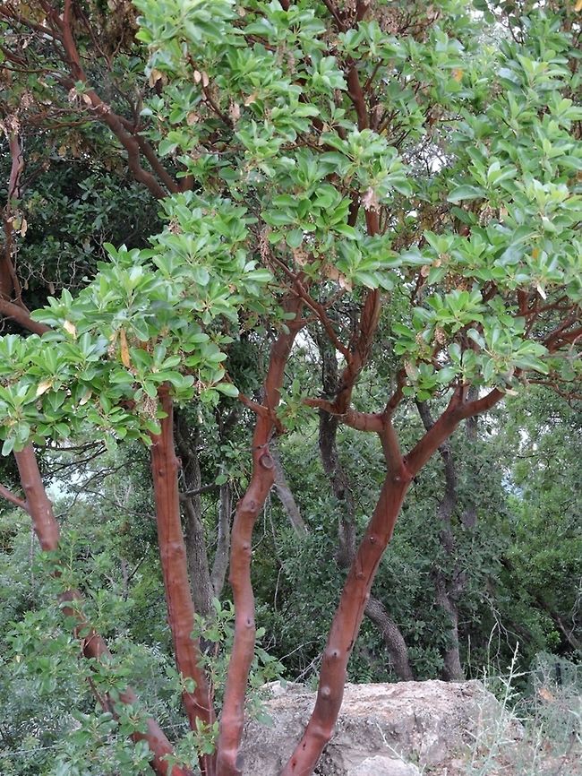 Arbutus andrachne I love the red trunk... Cyprus Strawberry tree,Geotagged,Israel,Spring,andrachne