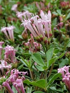 Putoria calabrica  Crosswort,Geotagged,Israel,Phuopsis stylosa,Spring