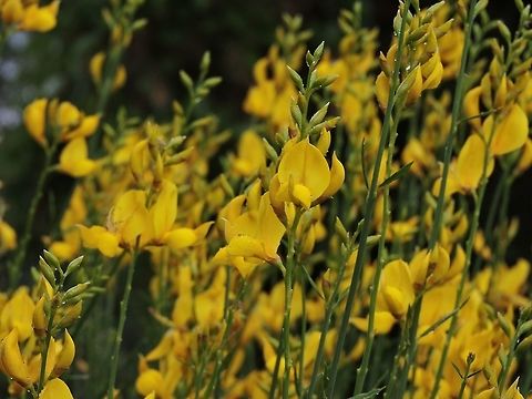 Spartium junceum when it blooms, the fragrance is superb Geotagged,Israel,Spartium,Spartium junceum,Spring
