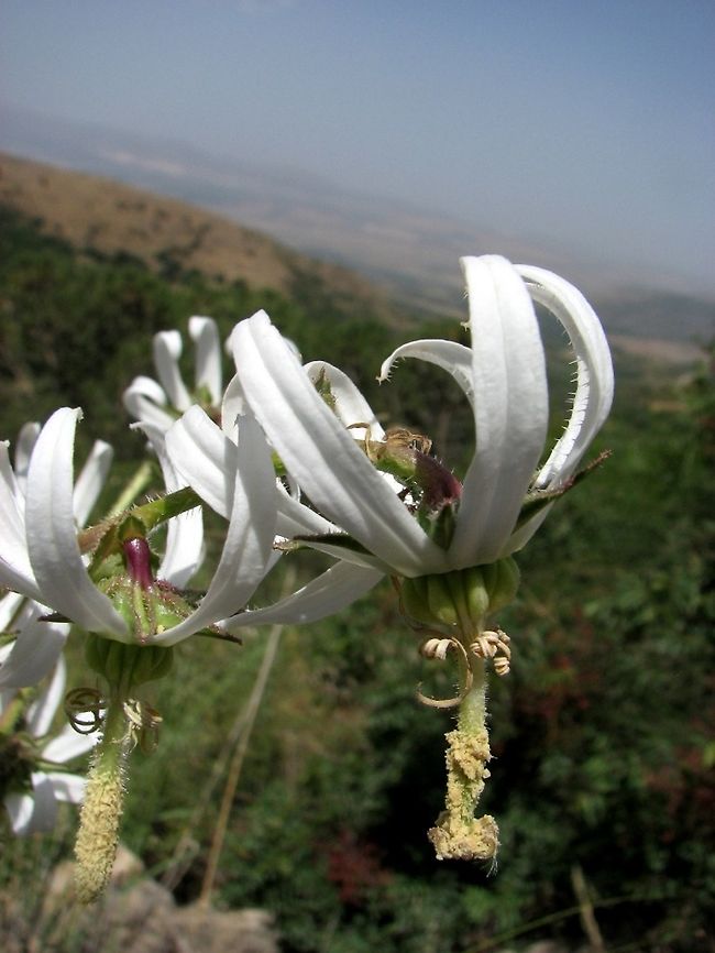 Michauxia campanuloides Named after a French 18th century botanist, called Andr&eacute; Michaux. <br />
I think this plant has amazing flowers. Geotagged,Israel,Michauxia campanuloides,Rough-leaved Michauxia,Spring