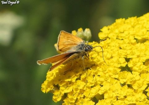 Thymelicus sylvestris enjoying nectar of Achillea arabica Israel,Small Skipper,Thymelicus sylvestris