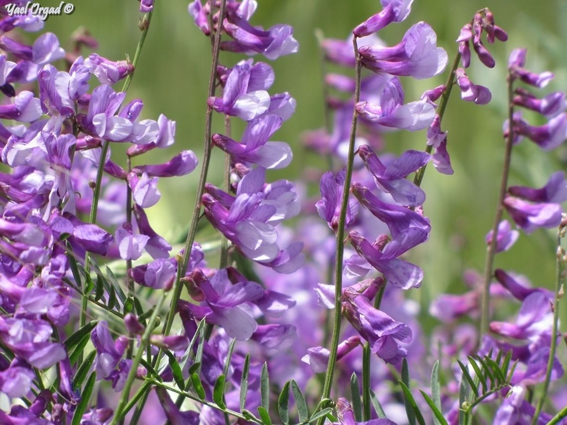 Vicia tenuifolia the prettiest Vicia, colors eveything in lovely shades of purple!  Israel,Vicia,Vicia tenuifolia