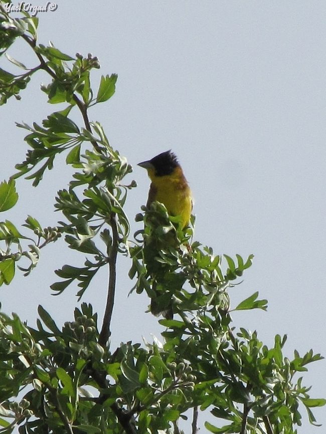 Emberiza melanocephala not the best picture, but he was *really* far away from me...  Black-headed bunting,Emberiza melanocephala,Israel