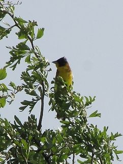 Emberiza melanocephala not the best picture, but he was *really* far away from me...  Black-headed bunting,Emberiza melanocephala,Israel