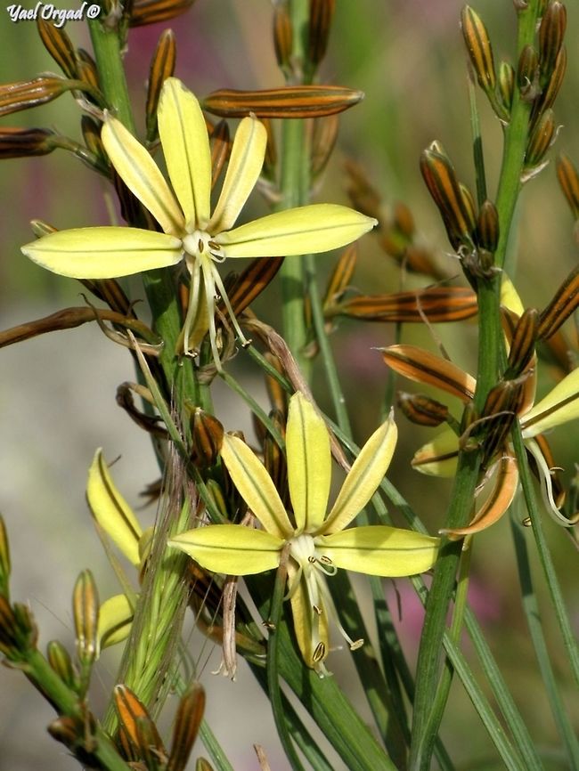 Asphodeline brevicaulis the non-symmetric flowers of the Asphodeline are wonderful :-) <br />
picture from the abandoned Circassian village Surman in the Golan Heights Asphodeline,Asphodeline brevicaulis,Israel