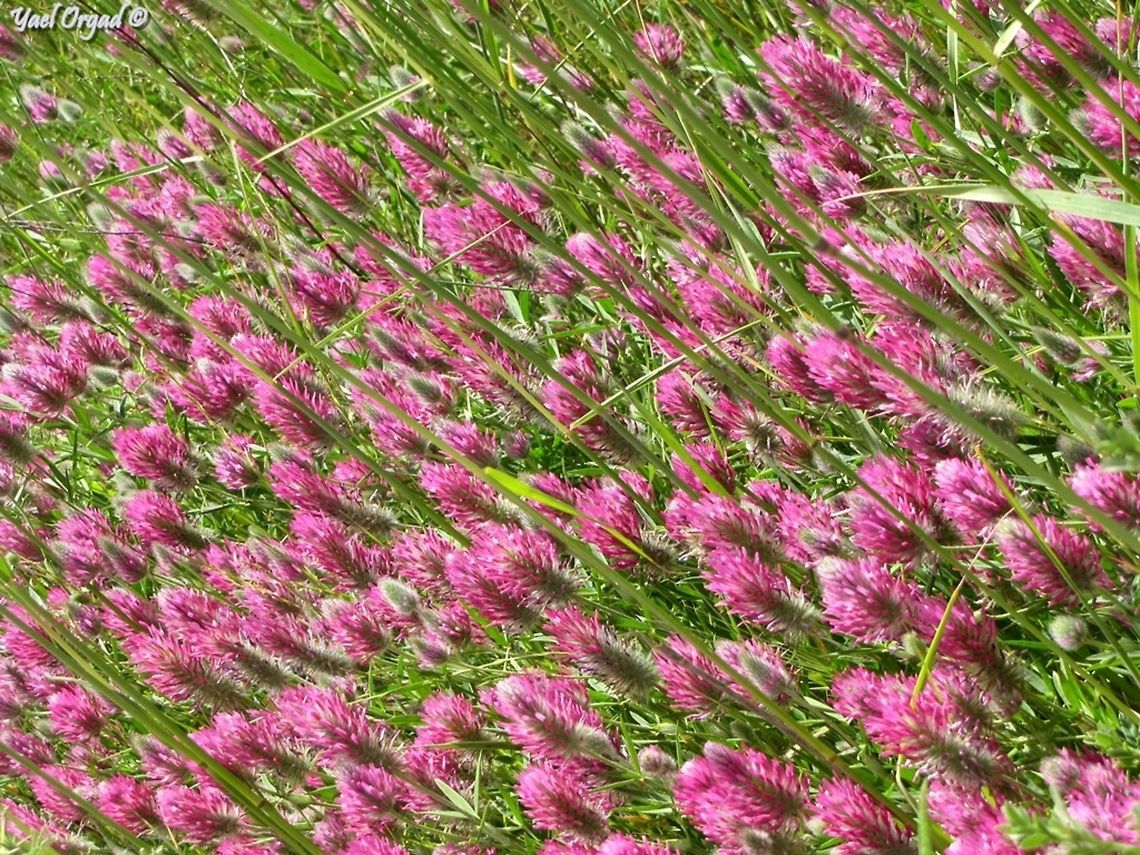 clover field! Trifolium purpureum is one of the more common Clovers in the area, but when it covers big patches, it&#039;s simply a feast for the eye!<br />
more clover fields: <br />
<figure class="photo"><a href="https://www.jungledragon.com/image/74303/clover_field_5_.html" title="Clover field (5) !"><img src="https://s3.amazonaws.com/media.jungledragon.com/images/3519/74303_thumb.jpg?AWSAccessKeyId=05GMT0V3GWVNE7GGM1R2&Expires=1759968010&Signature=CKhWf5SDJD6piDWaQfVEWWsLHNk%3D" width="200" height="150" alt="Clover field (5) ! Trifolium campestre in yellow, mixed with Trifolium arvense in white. photo from April 16th 2014. <br />
more clover fields: <br />
https://www.jungledragon.com/image/74226/clover_field_4.html<br />
https://www.jungledragon.com/image/73975/clover_field_3.html<br />
https://www.jungledragon.com/image/73937/clover_field_2.html<br />
https://www.jungledragon.com/image/73934/clover_field.html<br />
 Clover,Geotagged,Hop Trefoil,Israel,Trifolium,Trifolium arvense,Trifolium campestre" /></a></figure><br />
<figure class="photo"><a href="https://www.jungledragon.com/image/74226/clover_field_4.html" title="Clover Field (4)!"><img src="https://s3.amazonaws.com/media.jungledragon.com/images/3519/74226_thumb.JPG?AWSAccessKeyId=05GMT0V3GWVNE7GGM1R2&Expires=1759968010&Signature=N80eFJrG14LRgNFZA96xxpCKZbs%3D" width="200" height="150" alt="Clover Field (4)! I knew I had more ;-) <br />
https://www.jungledragon.com/image/74303/clover_field_5_.html<br />
https://www.jungledragon.com/image/73975/clover_field_3.html<br />
https://www.jungledragon.com/image/73937/clover_field_2.html<br />
https://www.jungledragon.com/image/73934/clover_field.html<br />
<br />
 Clover,Geotagged,Israel,Spring,Trifolium clypeatum" /></a></figure><br />
<figure class="photo"><a href="https://www.jungledragon.com/image/73975/clover_field_3.html" title="Clover Field (3)!"><img src="https://s3.amazonaws.com/media.jungledragon.com/images/3519/73975_thumb.JPG?AWSAccessKeyId=05GMT0V3GWVNE7GGM1R2&Expires=1759968010&Signature=l7pNdtcDmdpSmxZIfQKVuEyUrY8%3D" width="200" height="150" alt="Clover Field (3)! Trifolium glanduliferum<br />
more Clover fields: <br />
https://www.jungledragon.com/image/74303/clover_field_5_.html<br />
https://www.jungledragon.com/image/74226/clover_field_4.html<br />
https://www.jungledragon.com/image/73937/clover_field_2.html<br />
https://www.jungledragon.com/image/73934/clover_field.html<br />
 Clover,Geotagged,Israel,Spring,Trifolium glanduliferum" /></a></figure><br />
<figure class="photo"><a href="https://www.jungledragon.com/image/73937/clover_field_2.html" title="Clover Field (2)!"><img src="https://s3.amazonaws.com/media.jungledragon.com/images/3519/73937_thumb.JPG?AWSAccessKeyId=05GMT0V3GWVNE7GGM1R2&Expires=1759968010&Signature=JckQkC%2BrS4vbEJs%2BveiKxMGwmbY%3D" width="200" height="102" alt="Clover Field (2)! Trifolium clusii  - yet another common small and unimpressive clover. until you come to a field of them... <br />
more clover fields: <br />
https://www.jungledragon.com/image/74303/clover_field_5_.html<br />
https://www.jungledragon.com/image/74226/clover_field_4.html<br />
https://www.jungledragon.com/image/73975/clover_field_3.html<br />
https://www.jungledragon.com/image/73934/clover_field.html<br />
 Clover,Israel,Trifolium,Trifolium clusii" /></a></figure><br />
 Clover,Israel,Purple Clover,Trifolium,Trifolium purpureum