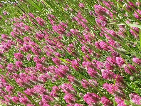 clover field! Trifolium purpureum is one of the more common Clovers in the area, but when it covers big patches, it's simply a feast for the eye!
more clover fields: 
https://www.jungledragon.com/image/74303/clover_field_5_.html
https://www.jungledragon.com/image/74226/clover_field_4.html
https://www.jungledragon.com/image/73975/clover_field_3.html
https://www.jungledragon.com/image/73937/clover_field_2.html
 Clover,Israel,Purple Clover,Trifolium,Trifolium purpureum