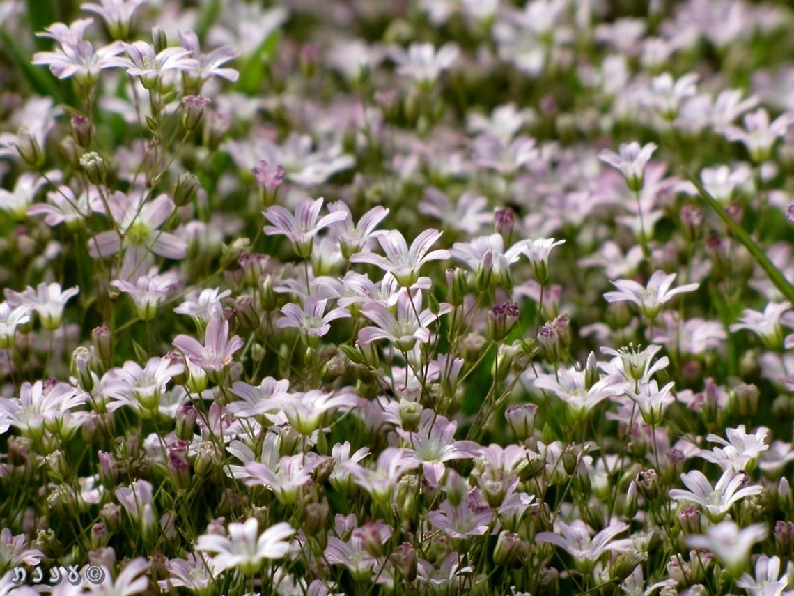Minuartia formosa small unimpressive flower, until you come to a field full of them...  Israel,Minuartia,Minuartia formosa
