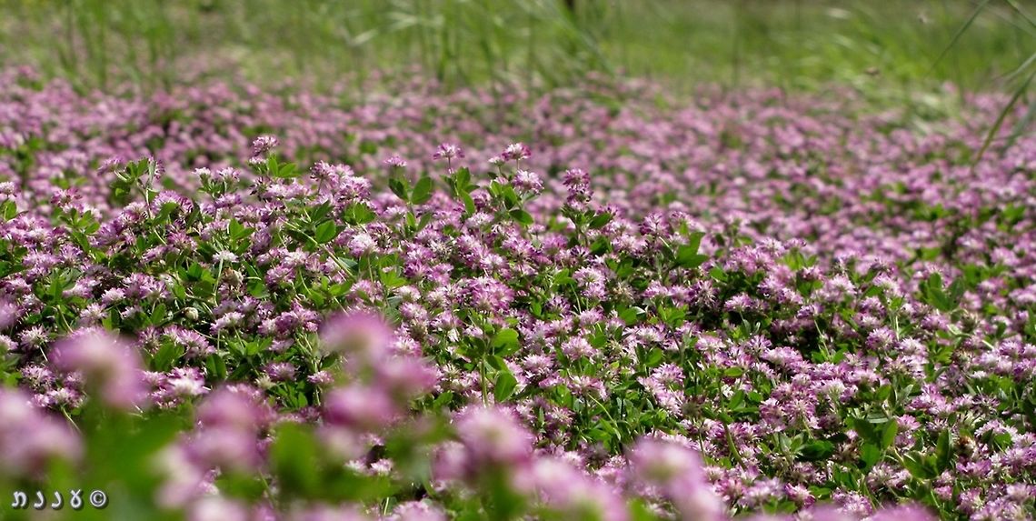 Clover Field (2)! Trifolium clusii  - yet another common small and unimpressive clover. until you come to a field of them... <br />
more clover fields: <br />
<figure class="photo"><a href="https://www.jungledragon.com/image/74303/clover_field_5_.html" title="Clover field (5) !"><img src="https://s3.amazonaws.com/media.jungledragon.com/images/3519/74303_thumb.jpg?AWSAccessKeyId=05GMT0V3GWVNE7GGM1R2&Expires=1767225610&Signature=Tt%2Bo7HmQuCwTkA2pgPX2EKXNCYc%3D" width="200" height="150" alt="Clover field (5) ! Trifolium campestre in yellow, mixed with Trifolium arvense in white. photo from April 16th 2014. <br />
more clover fields: <br />
https://www.jungledragon.com/image/74226/clover_field_4.html<br />
https://www.jungledragon.com/image/73975/clover_field_3.html<br />
https://www.jungledragon.com/image/73937/clover_field_2.html<br />
https://www.jungledragon.com/image/73934/clover_field.html<br />
 Clover,Geotagged,Hop Trefoil,Israel,Trifolium,Trifolium arvense,Trifolium campestre" /></a></figure><br />
<figure class="photo"><a href="https://www.jungledragon.com/image/74226/clover_field_4.html" title="Clover Field (4)!"><img src="https://s3.amazonaws.com/media.jungledragon.com/images/3519/74226_thumb.JPG?AWSAccessKeyId=05GMT0V3GWVNE7GGM1R2&Expires=1767225610&Signature=gRv7IZJ2XR1yQySb6txKeykUzds%3D" width="200" height="150" alt="Clover Field (4)! I knew I had more ;-) <br />
https://www.jungledragon.com/image/74303/clover_field_5_.html<br />
https://www.jungledragon.com/image/73975/clover_field_3.html<br />
https://www.jungledragon.com/image/73937/clover_field_2.html<br />
https://www.jungledragon.com/image/73934/clover_field.html<br />
<br />
 Clover,Geotagged,Israel,Spring,Trifolium clypeatum" /></a></figure><br />
<figure class="photo"><a href="https://www.jungledragon.com/image/73975/clover_field_3.html" title="Clover Field (3)!"><img src="https://s3.amazonaws.com/media.jungledragon.com/images/3519/73975_thumb.JPG?AWSAccessKeyId=05GMT0V3GWVNE7GGM1R2&Expires=1767225610&Signature=eFBiqoZ62RiO1pLmfyGy%2F3HXsLo%3D" width="200" height="150" alt="Clover Field (3)! Trifolium glanduliferum<br />
more Clover fields: <br />
https://www.jungledragon.com/image/74303/clover_field_5_.html<br />
https://www.jungledragon.com/image/74226/clover_field_4.html<br />
https://www.jungledragon.com/image/73937/clover_field_2.html<br />
https://www.jungledragon.com/image/73934/clover_field.html<br />
 Clover,Geotagged,Israel,Spring,Trifolium glanduliferum" /></a></figure><br />
<figure class="photo"><a href="https://www.jungledragon.com/image/73934/clover_field.html" title="clover field!"><img src="https://s3.amazonaws.com/media.jungledragon.com/images/3519/73934_thumb.JPG?AWSAccessKeyId=05GMT0V3GWVNE7GGM1R2&Expires=1767225610&Signature=fpOuxxGmhkjldNBuv22zmHXVS5k%3D" width="200" height="150" alt="clover field! Trifolium purpureum is one of the more common Clovers in the area, but when it covers big patches, it&#039;s simply a feast for the eye!<br />
more clover fields: <br />
https://www.jungledragon.com/image/74303/clover_field_5_.html<br />
https://www.jungledragon.com/image/74226/clover_field_4.html<br />
https://www.jungledragon.com/image/73975/clover_field_3.html<br />
https://www.jungledragon.com/image/73937/clover_field_2.html<br />
 Clover,Israel,Purple Clover,Trifolium,Trifolium purpureum" /></a></figure><br />
 Clover,Israel,Trifolium,Trifolium clusii