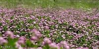 Clover Field (2)! Trifolium clusii  - yet another common small and unimpressive clover. until you come to a field of them... <br />
more clover fields: <br />
https://www.jungledragon.com/image/74303/clover_field_5_.html<br />
https://www.jungledragon.com/image/74226/clover_field_4.html<br />
https://www.jungledragon.com/image/73975/clover_field_3.html<br />
https://www.jungledragon.com/image/73934/clover_field.html<br />
 Clover,Israel,Trifolium,Trifolium clusii