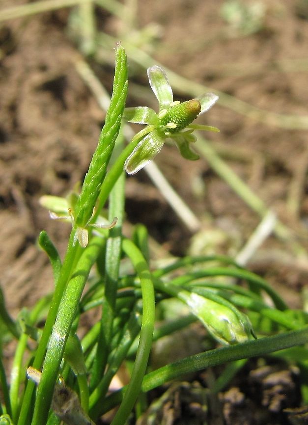 Tiny Mousetail only once in my life I met this tiny flower. and I was impressed, how the miniature flowers grow a fruit that looks like a long and narrow mouse tail! Israel,Mouse-Tail,Myosurus minimus