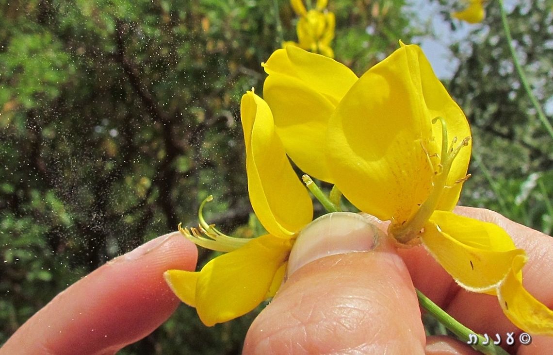 Puff! I usually prefer to take pictures of the flowers and not disturb them... however, this time a friend helped me demonstrate the Spartium's pollination mechanism: when a bee lands on the flower - its lower part opens and releases a cloud of pollen, all over the bee. with this pollen, it will pollinate the next flower it lands on.  Geotagged,Israel,Spartium,Spartium junceum,Spring