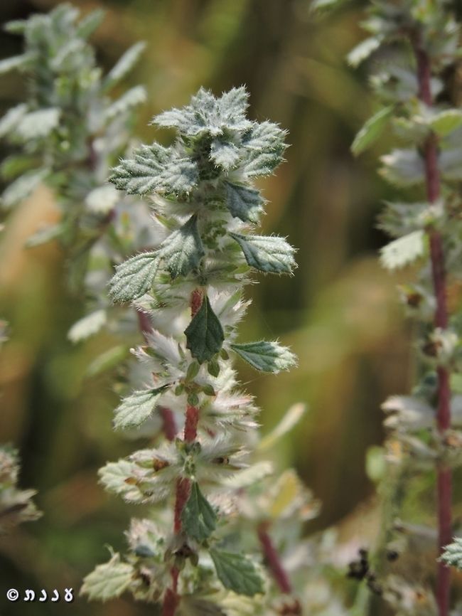 Forsskaolea tenacissima named after Peter Forssk&aring;l<br />
<a href="https://en.wikipedia.org/wiki/Peter_Forssk&aring;l" rel="nofollow">https://en.wikipedia.org/wiki/Peter_Forssk&aring;l</a> Forsskaolea tenacissima,Geotagged,Israel,Winter