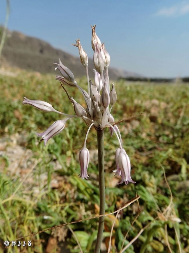 Allium desertorum  Allium desertorum,Geotagged,Israel,Winter,allium