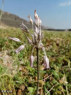 Allium desertorum  Allium desertorum,Geotagged,Israel,Winter,allium