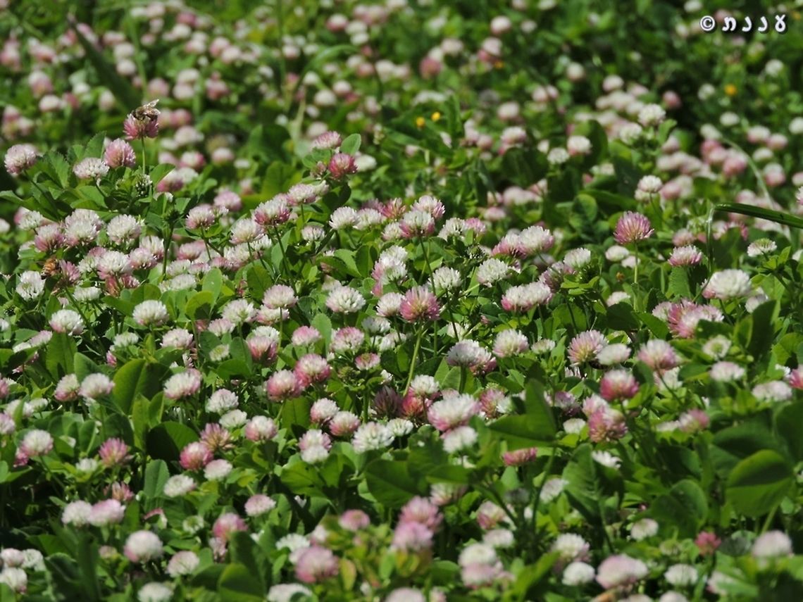 Clover Field (3)! Trifolium glanduliferum<br />
more Clover fields: <br />
<figure class="photo"><a href="https://www.jungledragon.com/image/74303/clover_field_5_.html" title="Clover field (5) !"><img src="https://s3.amazonaws.com/media.jungledragon.com/images/3519/74303_thumb.jpg?AWSAccessKeyId=05GMT0V3GWVNE7GGM1R2&Expires=1759968010&Signature=CKhWf5SDJD6piDWaQfVEWWsLHNk%3D" width="200" height="150" alt="Clover field (5) ! Trifolium campestre in yellow, mixed with Trifolium arvense in white. photo from April 16th 2014. <br />
more clover fields: <br />
https://www.jungledragon.com/image/74226/clover_field_4.html<br />
https://www.jungledragon.com/image/73975/clover_field_3.html<br />
https://www.jungledragon.com/image/73937/clover_field_2.html<br />
https://www.jungledragon.com/image/73934/clover_field.html<br />
 Clover,Geotagged,Hop Trefoil,Israel,Trifolium,Trifolium arvense,Trifolium campestre" /></a></figure><br />
<figure class="photo"><a href="https://www.jungledragon.com/image/74226/clover_field_4.html" title="Clover Field (4)!"><img src="https://s3.amazonaws.com/media.jungledragon.com/images/3519/74226_thumb.JPG?AWSAccessKeyId=05GMT0V3GWVNE7GGM1R2&Expires=1759968010&Signature=N80eFJrG14LRgNFZA96xxpCKZbs%3D" width="200" height="150" alt="Clover Field (4)! I knew I had more ;-) <br />
https://www.jungledragon.com/image/74303/clover_field_5_.html<br />
https://www.jungledragon.com/image/73975/clover_field_3.html<br />
https://www.jungledragon.com/image/73937/clover_field_2.html<br />
https://www.jungledragon.com/image/73934/clover_field.html<br />
<br />
 Clover,Geotagged,Israel,Spring,Trifolium clypeatum" /></a></figure><br />
<figure class="photo"><a href="https://www.jungledragon.com/image/73937/clover_field_2.html" title="Clover Field (2)!"><img src="https://s3.amazonaws.com/media.jungledragon.com/images/3519/73937_thumb.JPG?AWSAccessKeyId=05GMT0V3GWVNE7GGM1R2&Expires=1759968010&Signature=JckQkC%2BrS4vbEJs%2BveiKxMGwmbY%3D" width="200" height="102" alt="Clover Field (2)! Trifolium clusii  - yet another common small and unimpressive clover. until you come to a field of them... <br />
more clover fields: <br />
https://www.jungledragon.com/image/74303/clover_field_5_.html<br />
https://www.jungledragon.com/image/74226/clover_field_4.html<br />
https://www.jungledragon.com/image/73975/clover_field_3.html<br />
https://www.jungledragon.com/image/73934/clover_field.html<br />
 Clover,Israel,Trifolium,Trifolium clusii" /></a></figure><br />
<figure class="photo"><a href="https://www.jungledragon.com/image/73934/clover_field.html" title="clover field!"><img src="https://s3.amazonaws.com/media.jungledragon.com/images/3519/73934_thumb.JPG?AWSAccessKeyId=05GMT0V3GWVNE7GGM1R2&Expires=1759968010&Signature=Is7ndSa%2Fr8J9IS%2Bfa9o5CEW%2BP8k%3D" width="200" height="150" alt="clover field! Trifolium purpureum is one of the more common Clovers in the area, but when it covers big patches, it&#039;s simply a feast for the eye!<br />
more clover fields: <br />
https://www.jungledragon.com/image/74303/clover_field_5_.html<br />
https://www.jungledragon.com/image/74226/clover_field_4.html<br />
https://www.jungledragon.com/image/73975/clover_field_3.html<br />
https://www.jungledragon.com/image/73937/clover_field_2.html<br />
 Clover,Israel,Purple Clover,Trifolium,Trifolium purpureum" /></a></figure><br />
 Clover,Geotagged,Israel,Spring,Trifolium glanduliferum