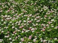 Clover Field (3)! Trifolium glanduliferum<br />
more Clover fields: <br />
https://www.jungledragon.com/image/74303/clover_field_5_.html<br />
https://www.jungledragon.com/image/74226/clover_field_4.html<br />
https://www.jungledragon.com/image/73937/clover_field_2.html<br />
https://www.jungledragon.com/image/73934/clover_field.html<br />
 Clover,Geotagged,Israel,Spring,Trifolium glanduliferum