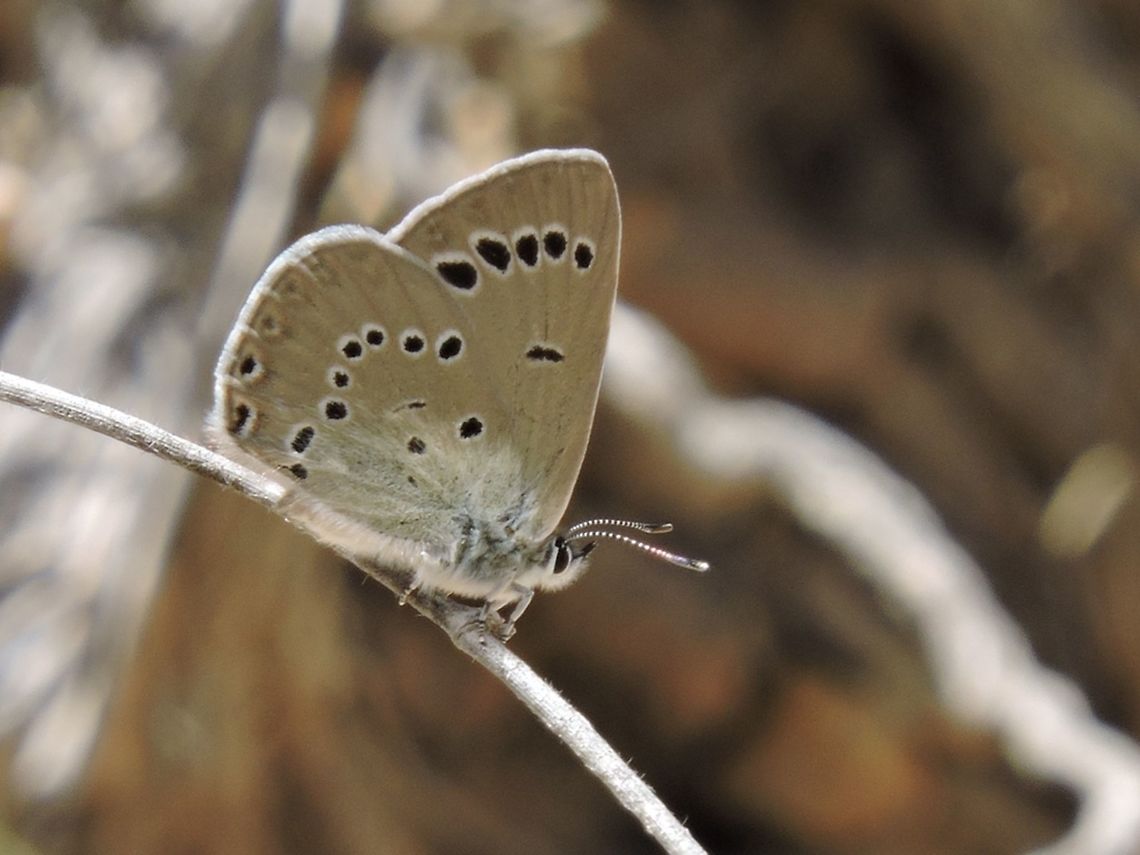 Iolana alfierii uncommon desert butterfly Geotagged,Iolana alfierii,Israel,Spring