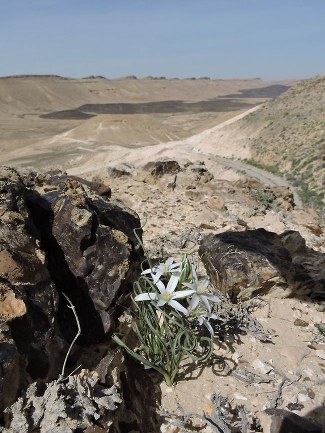 Ornithogalum neurostegium overlooking Ramon Crater  Geotagged,Israel,Ornithogalum neurostegium,Spring