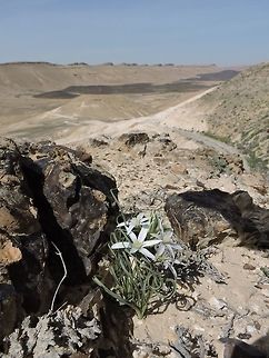Ornithogalum neurostegium overlooking Ramon Crater  Geotagged,Israel,Ornithogalum neurostegium,Spring