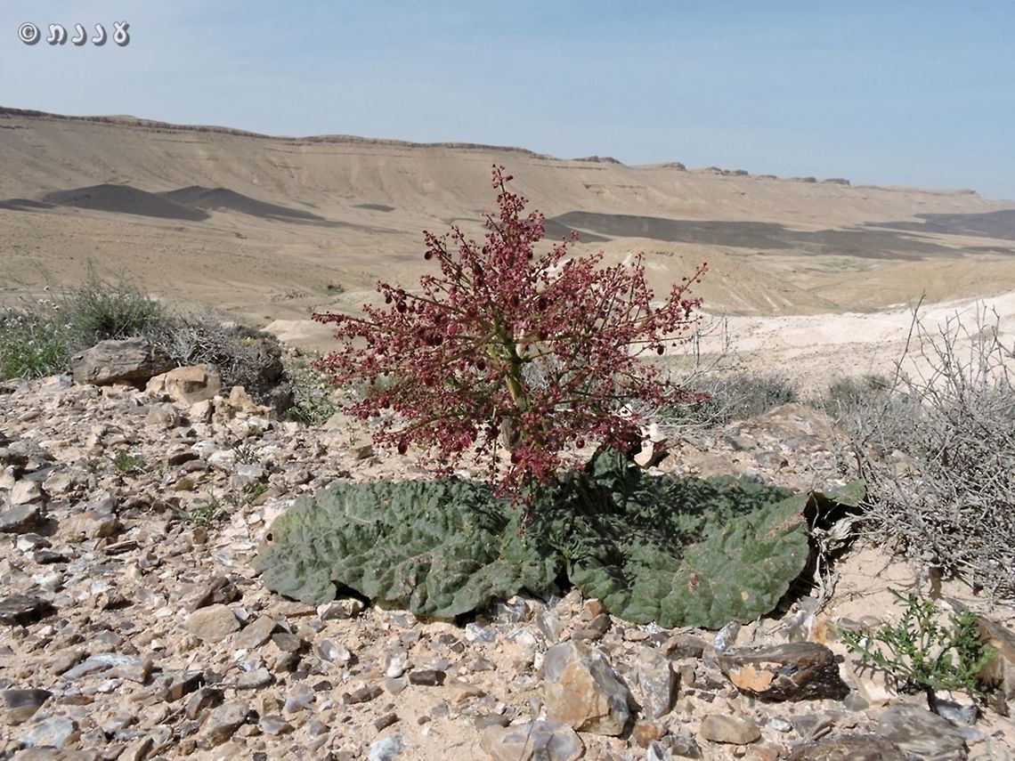 Rheum palaestinum Overlooking Ramon Crater  Desert rhubarb,Geotagged,Israel,Spring,palaestinum