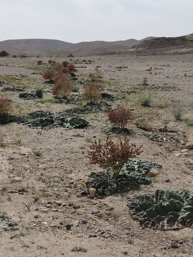 On and on, through the desert... Rheum palaestinum Desert rhubarb,Geotagged,Israel,Spring,palaestinum