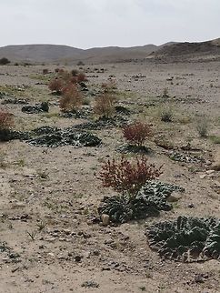 On and on, through the desert... Rheum palaestinum Desert rhubarb,Geotagged,Israel,Spring,palaestinum