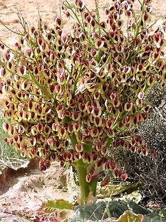 Rheum palaestinum - fruits  Desert rhubarb,Geotagged,Israel,Spring,palaestinum