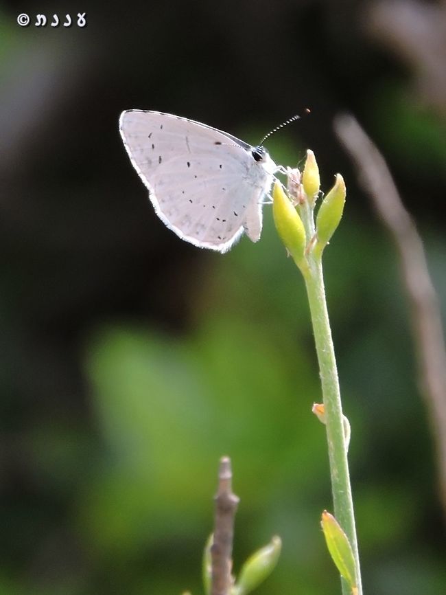 Celastrina argiolus  Celastrina argiolus,Geotagged,Holly Blue,Israel,Spring