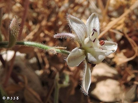 Consolida incana - side view on Mount Meiron Consolida incana,Geotagged,Israel,Spring
