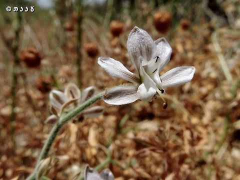 Consolida incana yet another wonderful specimen of the Ranunculaceae family Consolida incana,Geotagged,Israel,Spring