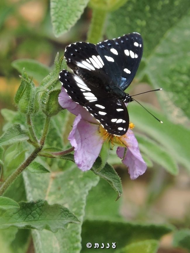 Limenitis reducta Enjoying Cistus creticus <br />
<figure class="photo"><a href="https://www.jungledragon.com/image/73322/cistus_creticus_-_hairy_rockrose.html" title="Cistus creticus - Hairy Rockrose"><img src="https://s3.amazonaws.com/media.jungledragon.com/images/3519/73322_thumb.JPG?AWSAccessKeyId=05GMT0V3GWVNE7GGM1R2&Expires=1759968010&Signature=LXWiQpM2bYQVcwDgEN0kUwEc0E4%3D" width="200" height="160" alt="Cistus creticus - Hairy Rockrose  Cistus creticus,Geotagged,Hairy Rockrose,Israel,Winter" /></a></figure> Geotagged,Israel,Limenitis reducta,Southern White Admiral,Spring