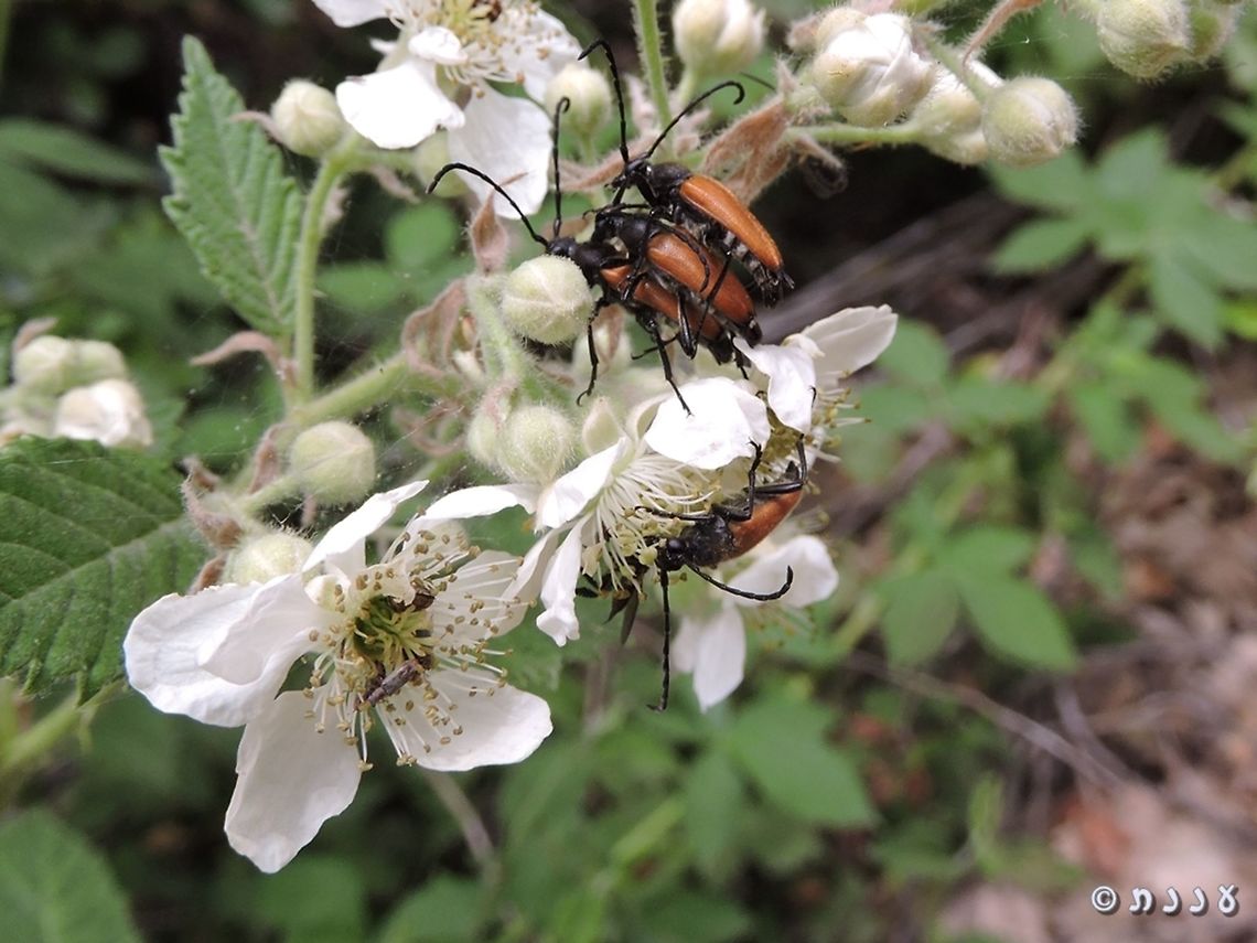 I've seen couples, but a trio?! and a fourth one is waiting on the side... <br />
Omophlus syriacus enjoying themselves on Rubus canescens Geotagged,Israel,Omophlus syriacus,Spring,bugs,insect sex