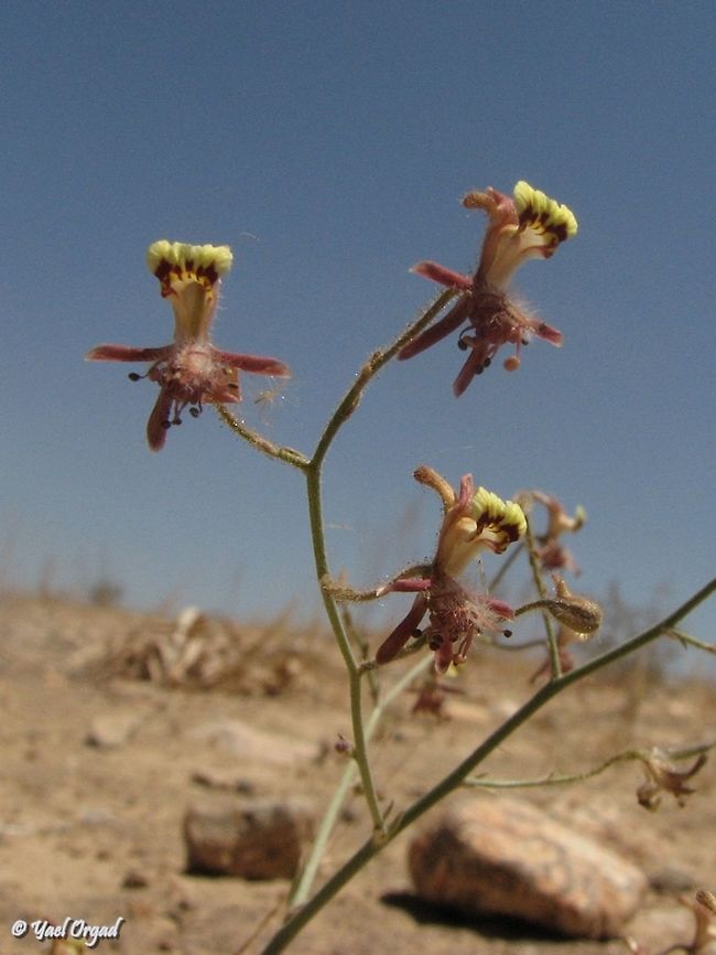 Consolida flava small and inconspicuous...   Consolida flava,Geotagged,Israel,Spring