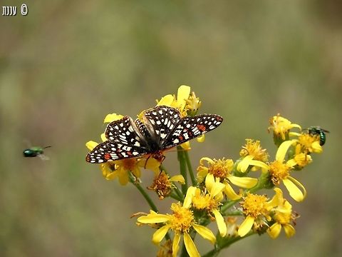 Euphydryas chalcedona last May, I hiked a little of Bizz Johnson trail in Susanville California - there were butterflies all over the place!  California,Euphydryas chalcedona,Geotagged,Spring,United States,Variable checkerspot