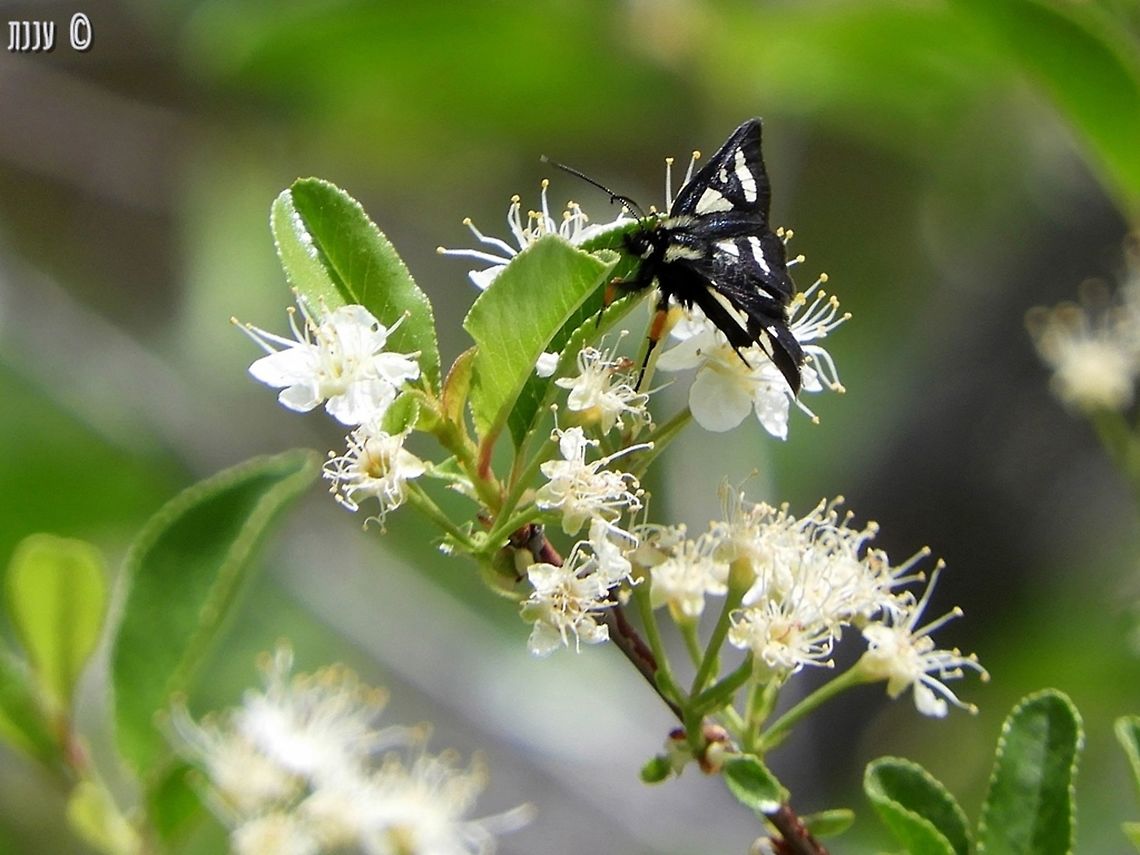Androloma maccullochii last May, I hiked a little of Bizz Johnson trail in Susanville California - there were butterflies and moths all over the place! Androloma maccullochii,California,Geotagged,Spring,United States,maccullochii