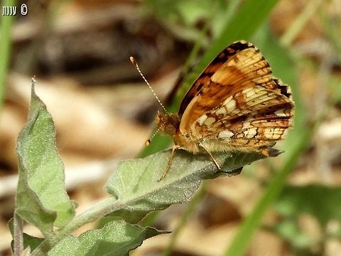 Phyciodes mylitta last May, I hiked a little of Bizz Johnson trail in Susanville California - there were butterflies all over the place! California,Geotagged,Mylitta Crescent,Phyciodes mylitta,Spring,United States